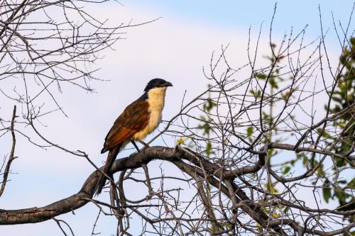 botswana157