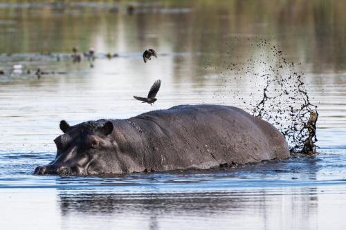 botswana161
