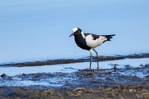 botswana163