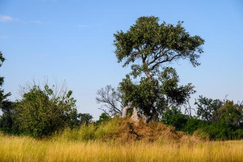 botswana164