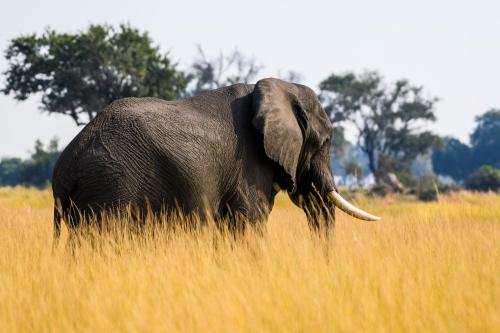 botswana165