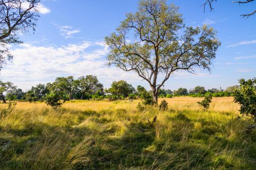 botswana168