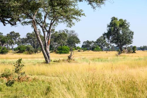 botswana169