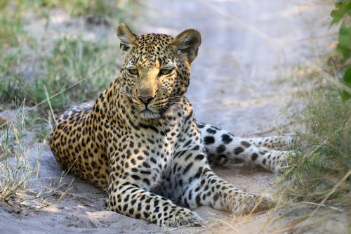 botswana171