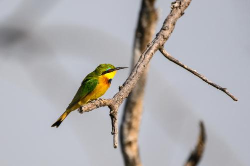 botswana177