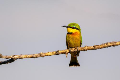 botswana178