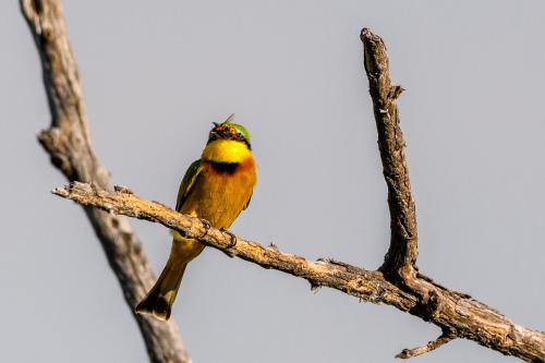 botswana179