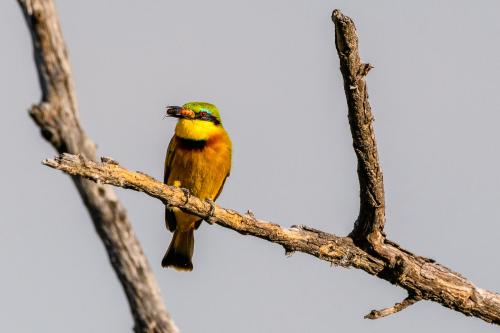 botswana180