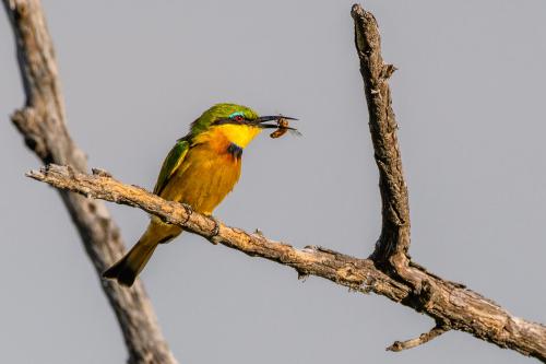 botswana181