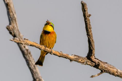 botswana182
