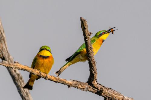 botswana183