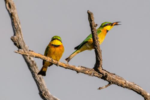 botswana184