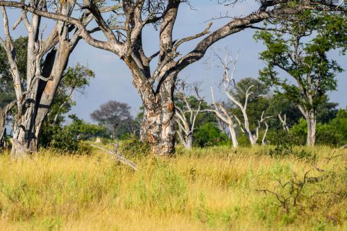 botswana185