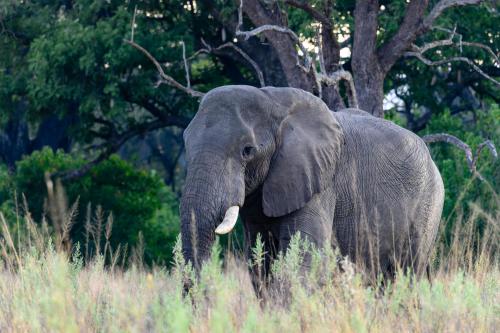 botswana192