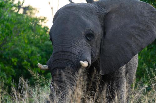 botswana193