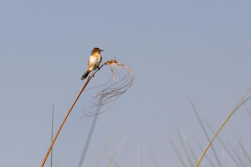 botswana202
