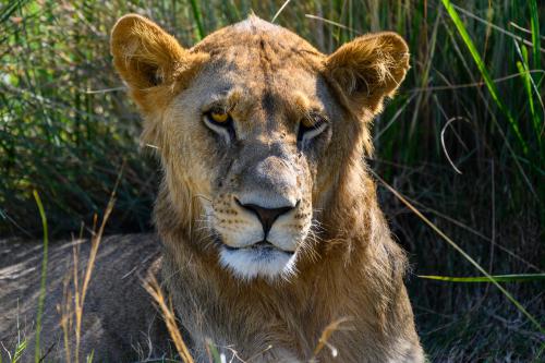 botswana203