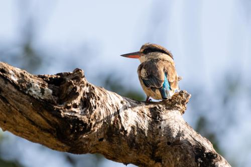 botswana205