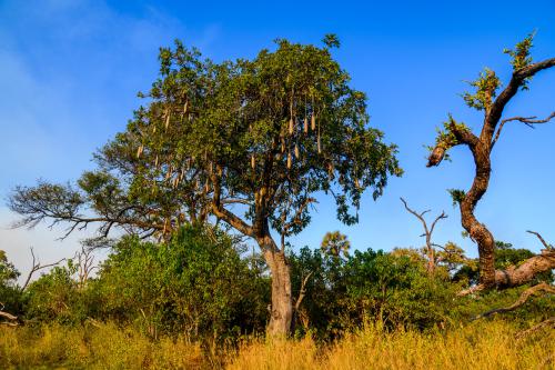 botswana208