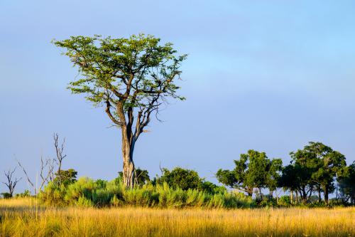 botswana213