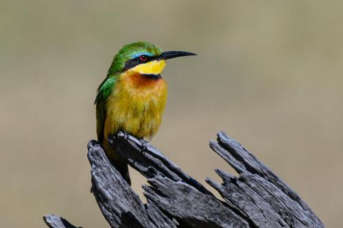 botswana217