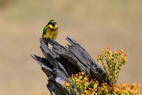 botswana218