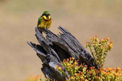 botswana219