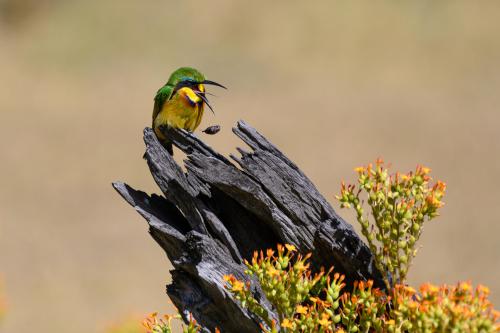 botswana220