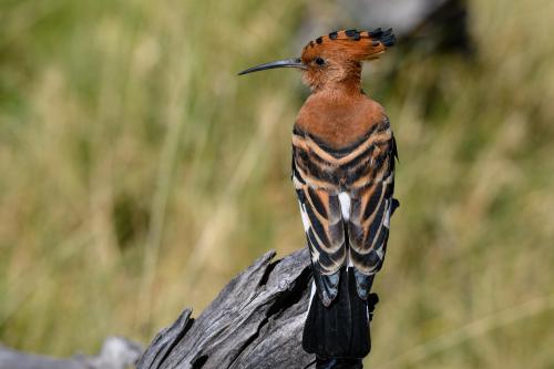 botswana221