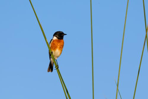 botswana232