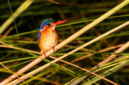 botswana239