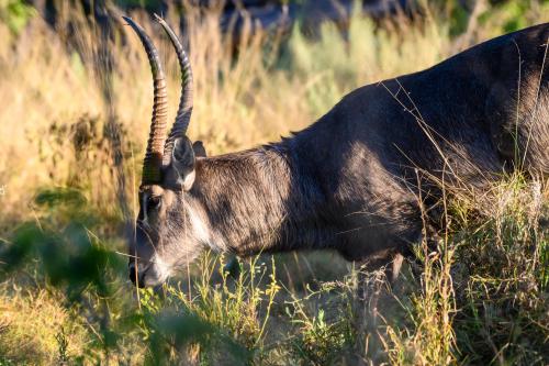 botswana247