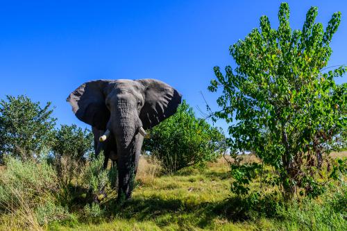 botswana262