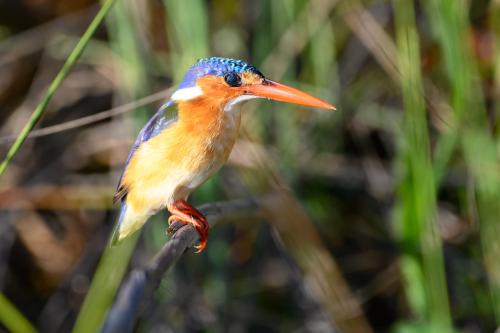 botswana270