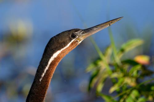 botswana272
