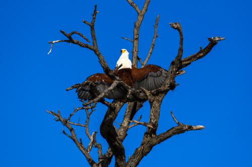botswana275