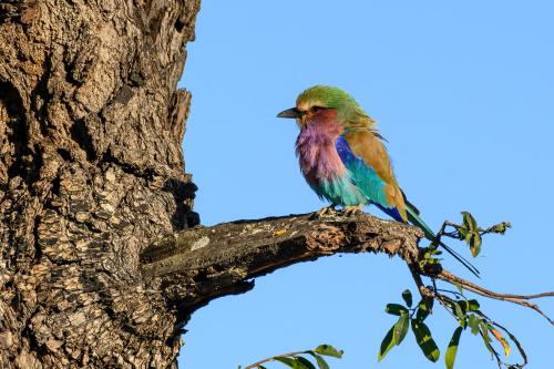 botswana279