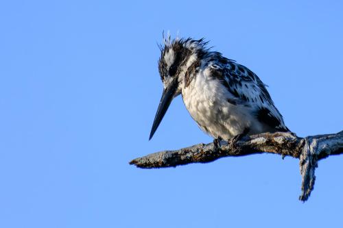 botswana281