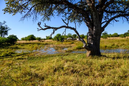 botswana285