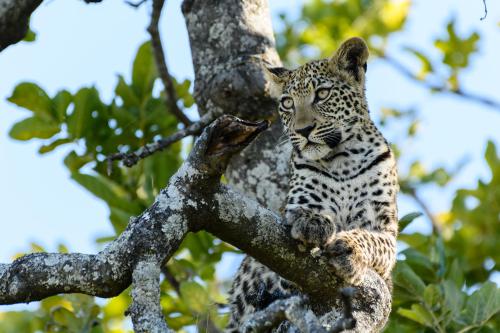 botswana291