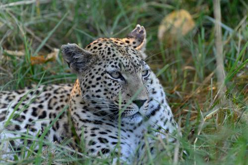 botswana294