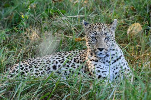 botswana295
