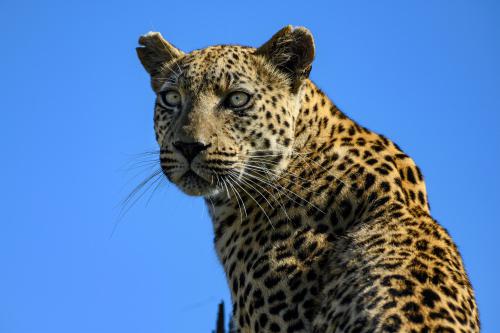 botswana296