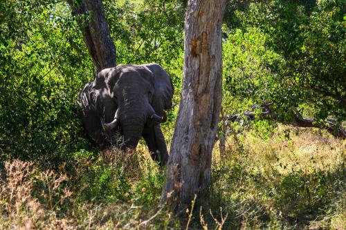 botswana299