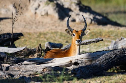 botswana304