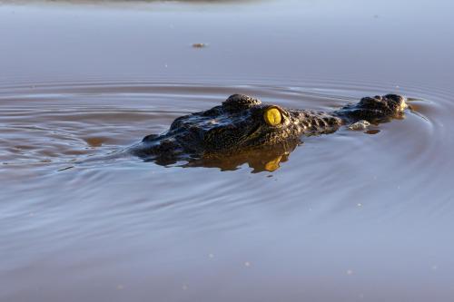 botswana306
