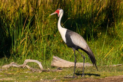 botswana307