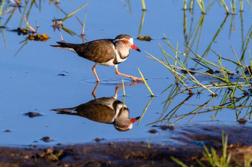 botswana308
