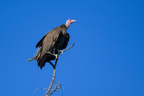 botswana313