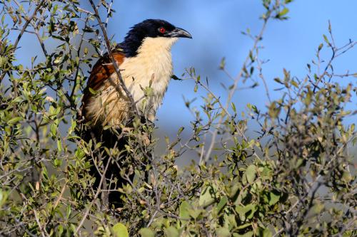 botswana314